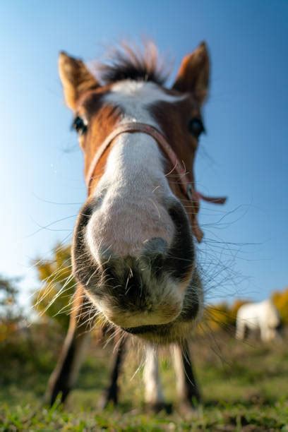 funny pics of horses|29,300+ Funny Horse Stock Photos,。